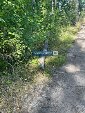 Множество поваленных деревьев в парке им. Революции 1905 года никто не убирает